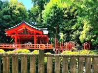 Blossoms of Tradition: Nezu Shrine Azalea Garden