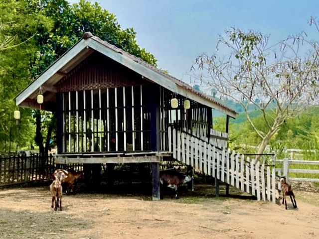 “ม่อนกระถาง” — คาเฟ่บรรยากาศดีริมทุ่งนา