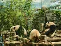 熊貓谷一也想當隻躺平的大熊貓🐼