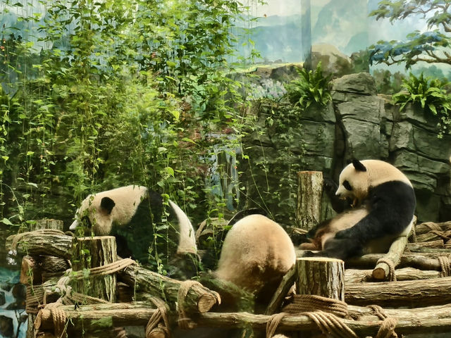 熊貓谷一也想當隻躺平的大熊貓🐼