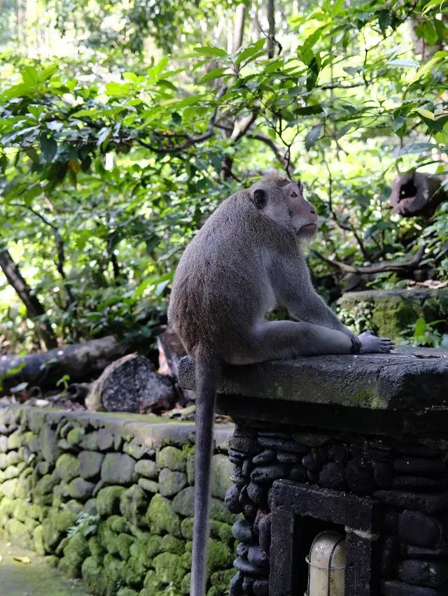 峇里島，在眾神之島享受療癒之旅