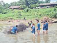 清邁｜🐘🌿Living Green Elephant Sanctuary Camp 2：走進叢林，擁抱大象的溫柔💚✨