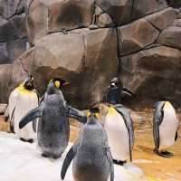 Ocean Park Hong Kong