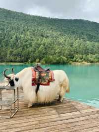 The Beauty of Yaks at Blue Moon Valley