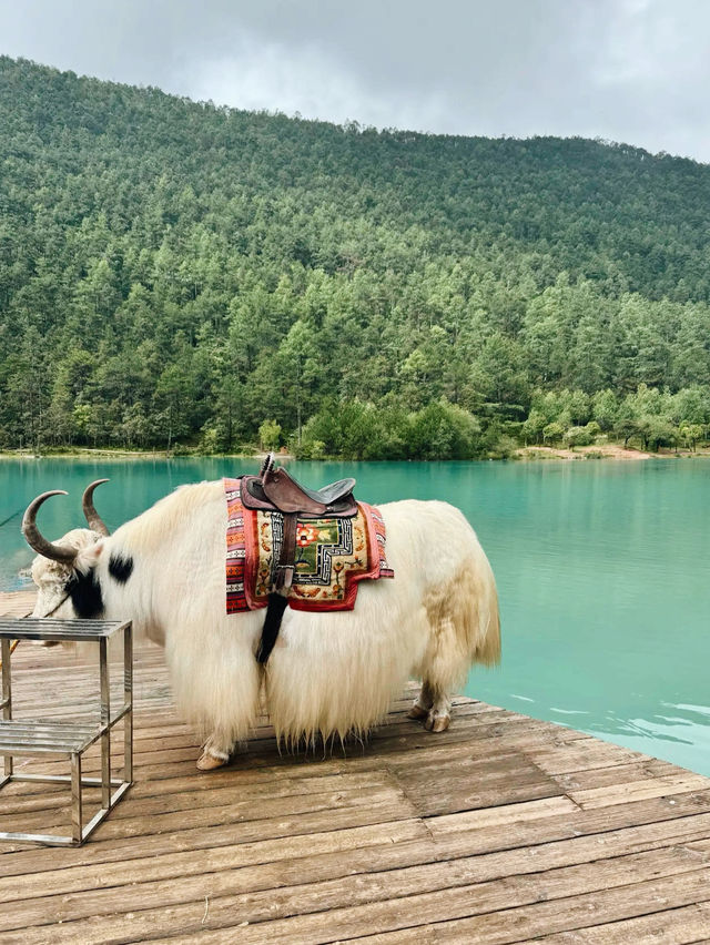 The Beauty of Yaks at Blue Moon Valley The Beauty of Yaks at Blue Moon Valley