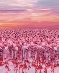 15-day luxury safari plan Zambia → Zimbabwe → Kenya → Tanzania,