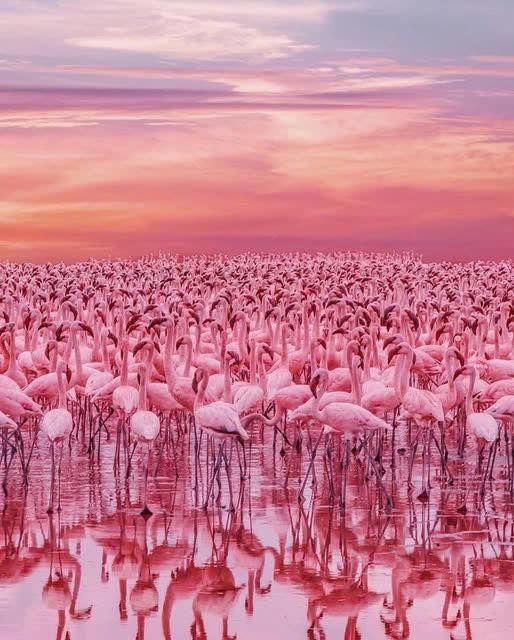 15-day luxury safari plan Zambia → Zimbabwe → Kenya → Tanzania,