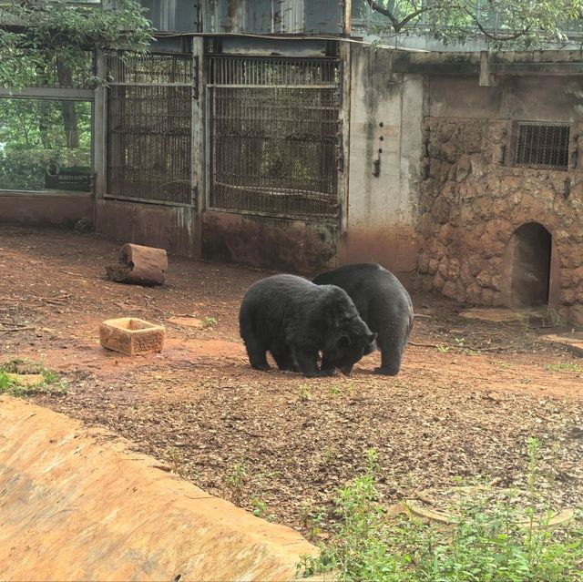 雲南昆明親子必去玩樂景點🏮昆明動物園