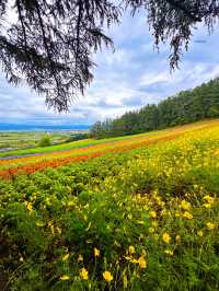 Hokkaido Summer at Farm Tomita 🌻🌺🌿 Japan 