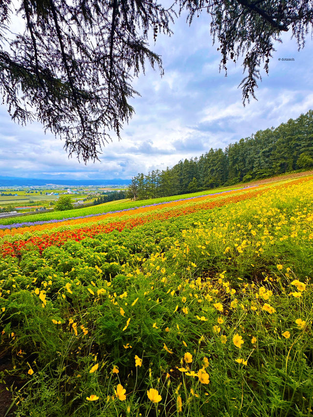 Hokkaido Summer at Farm Tomita 🌻🌺🌿 Japan 