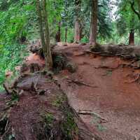 Danes Wood – Woodland Charm in Killerton Estate, Devon