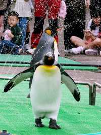 🐧【登別尼克斯海洋公園】親子必去!企鵝巡遊+沙丁魚風暴+童話城堡水族館