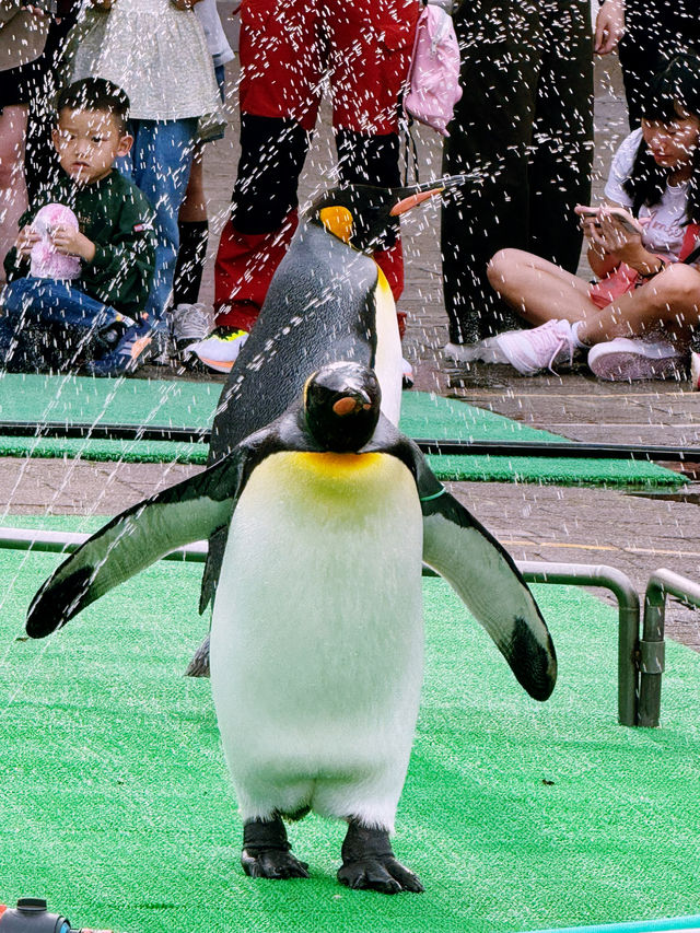 🐧【登別尼克斯海洋公園】親子必去!企鵝巡遊+沙丁魚風暴+童話城堡水族館 🐧【登別尼克斯海洋公園】親子必去!企鵝巡遊+沙丁魚風暴+童話城堡水族館