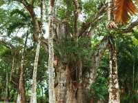 SSR Botanic Garden - Mauritius 