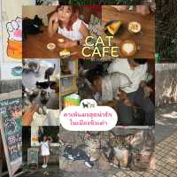 ☕️ CAT CAFE in QINGDAO (青岛) 🐈🐈⬛
