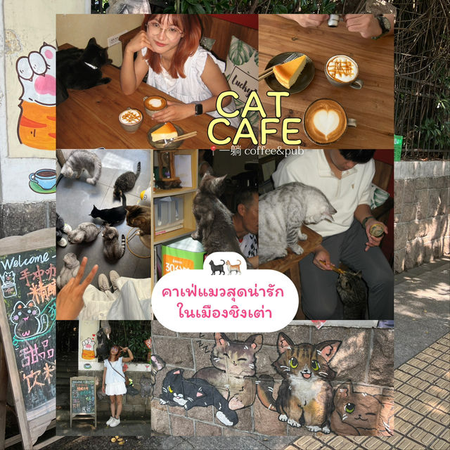 ☕️ CAT CAFE in QINGDAO (青岛) 🐈🐈⬛ ☕️ CAT CAFE in QINGDAO (青岛) 🐈🐈⬛