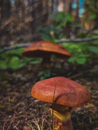 Fairy-like Mushrooms in a Magical World