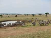 Endless Plains Alive with the Spirit of the Wild