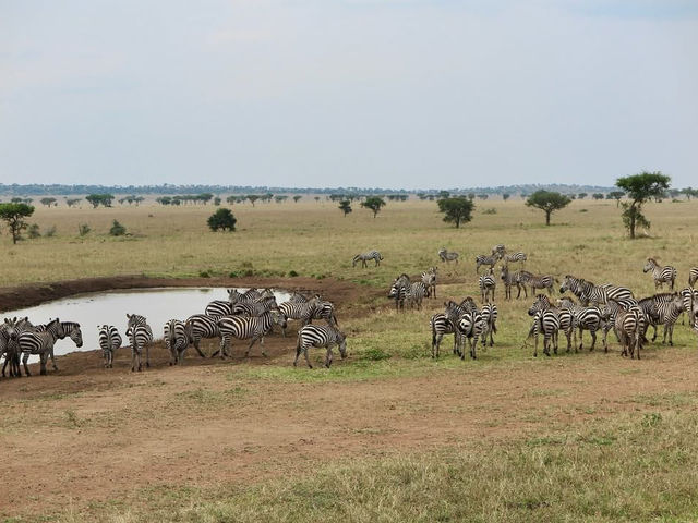 Endless Plains Alive with the Spirit of the Wild