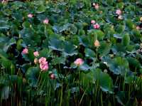 Floating Vegetable Market - Kashmir