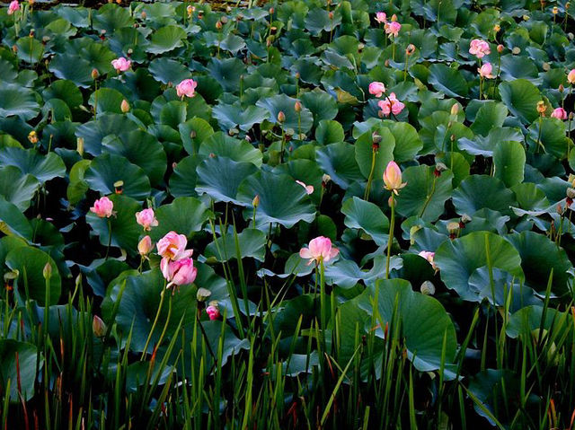 Floating Vegetable Market - Kashmir  Floating Vegetable Market - Kashmir