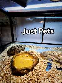 Whiskers, Scales & Tiny Wonders at Just Pets Megastore