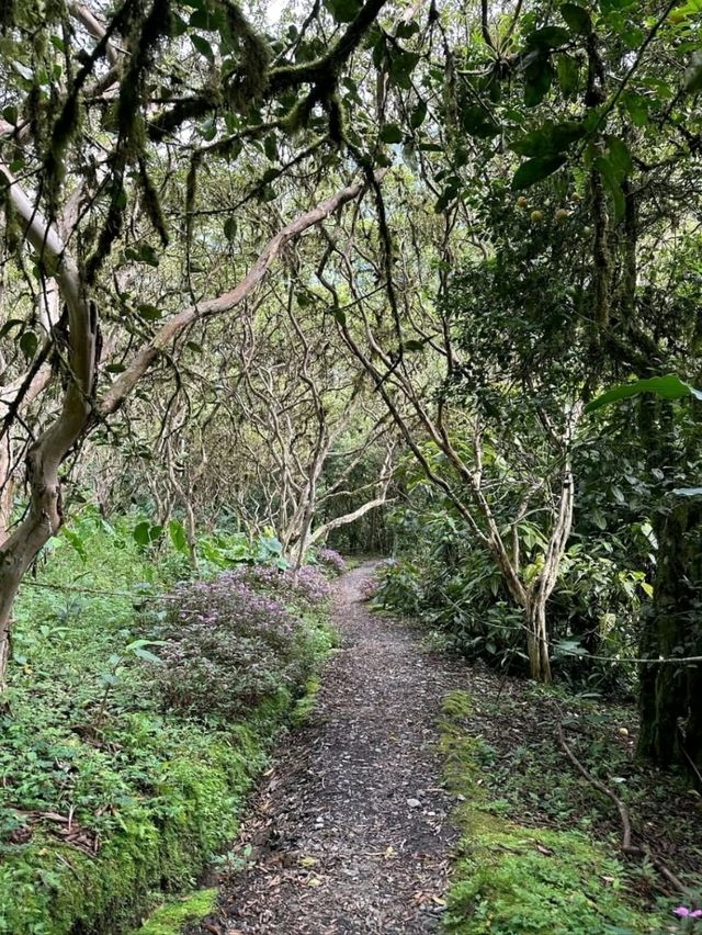 A Hidden Jungle Gem at the End of an Adventurous Trail