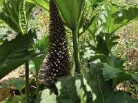 University of California Botanical Garden