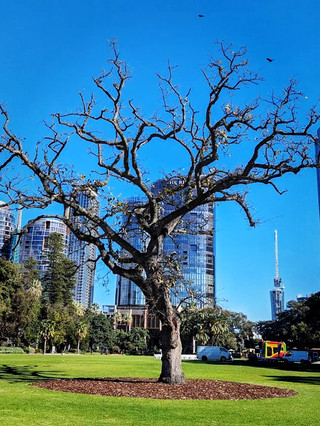 Supreme Court Gardens - Perth CBD Oasis