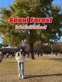 Seoul Forest ในวันที่ใบไม้เปลี่ยนสี