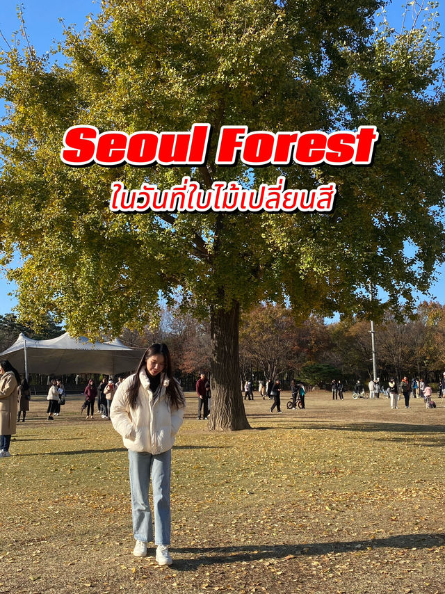 Seoul Forest ในวันที่ใบไม้เปลี่ยนสี