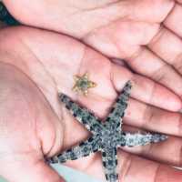 Doljo Beach - Starfish everywhere!