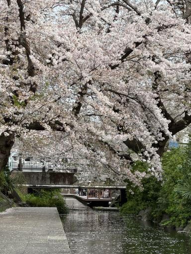 2026 Recommended Cherry blossom viewing in Kawasaki City (Updated