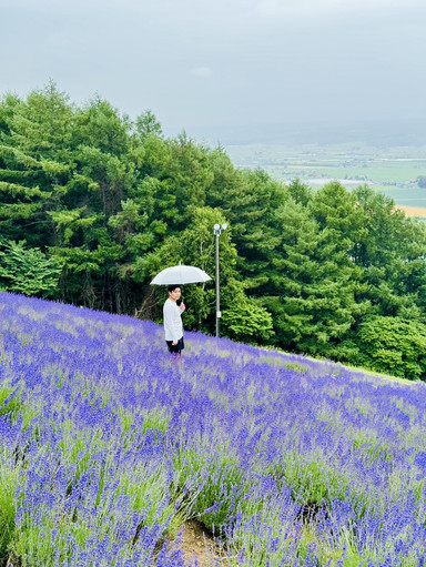Hokuseiyama Lavender Garden & Single Chairlift in Furano, Hokkaido