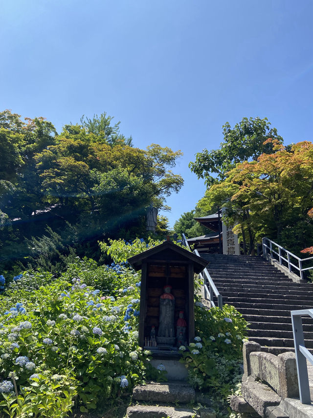 🏮小樽隱世秘境|住吉神社+天上寺夏日閒遊散步路線🌸