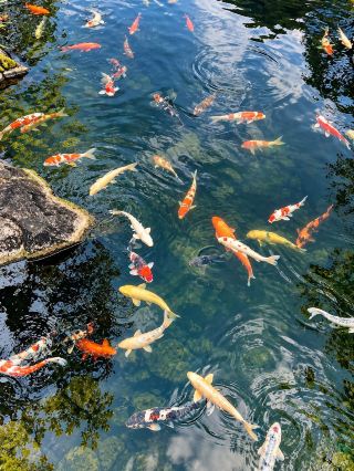 Himeji is more than just the castle