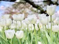 The Most Beautiful Spring Garden in the World
