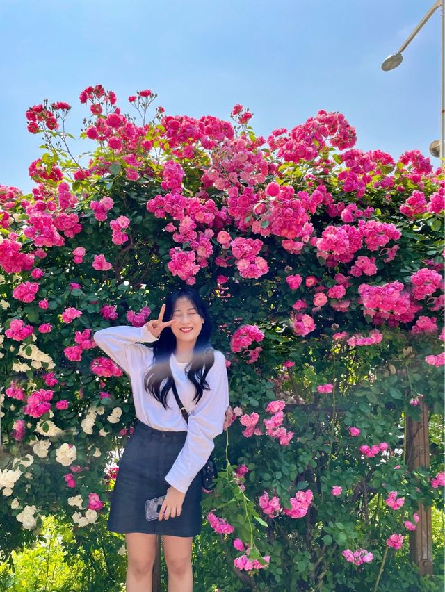 앞으로 한달 뒤 만날 수 있는 서울 장미스팟🌹