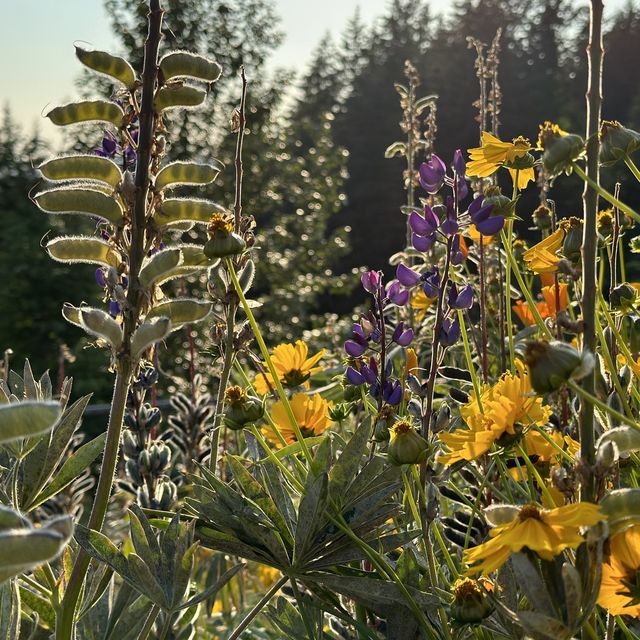 Cypress Pop-up Village, West Vancouver 