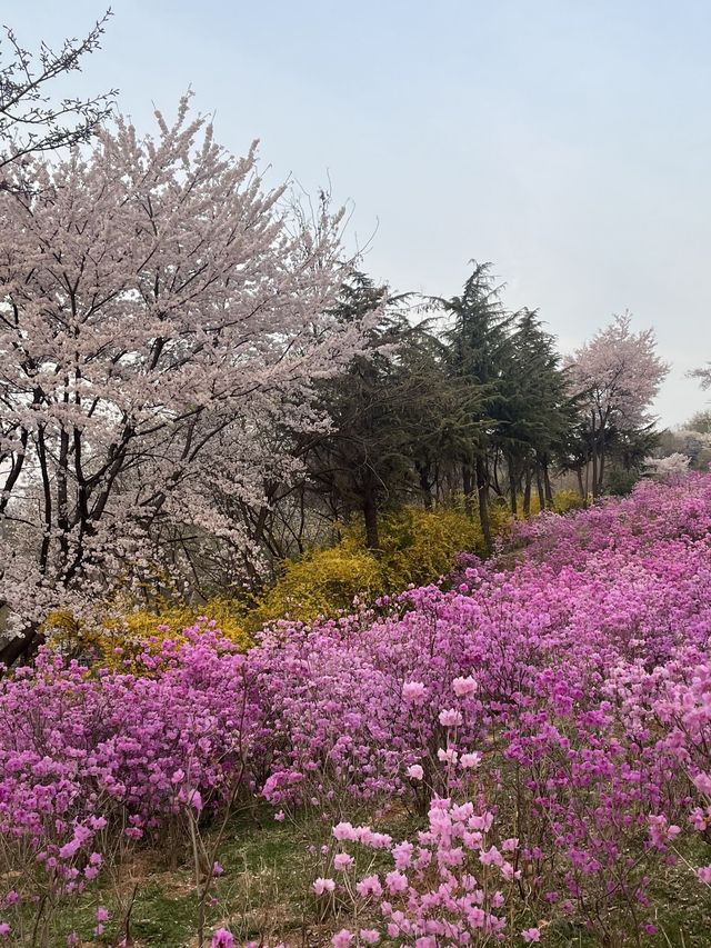 벚꽃과 함께 피어난 분홍빛 파도 부천 🌸진달래동산