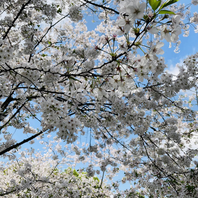 Lost in the Sea of flowers and Cherry Blossom