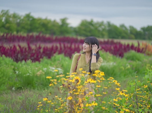 🇨🇦토론토 팜마켓 및 해바라기 꽃밭 탐방하기 - Robintide Farms!🌻