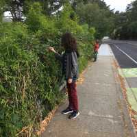 Marin County and lush green trees