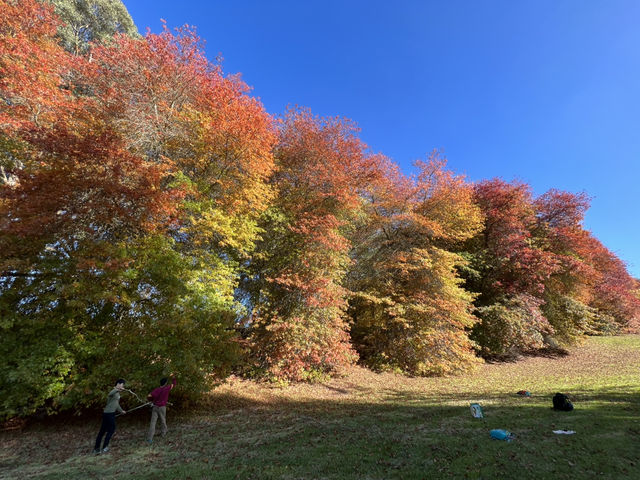 Adelaide 紅葉🍁秘景