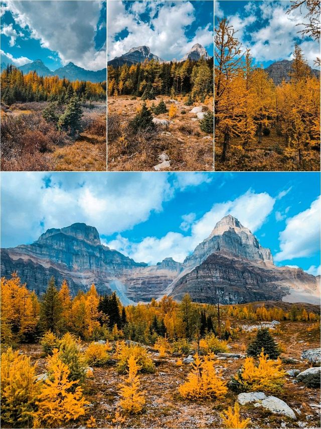 Haunted trails, golden tales ✨👻 Larch season in Canada🍁🇨🇦