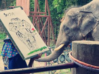 🐘 Chiang Mai: Elephants & Long Neck Village