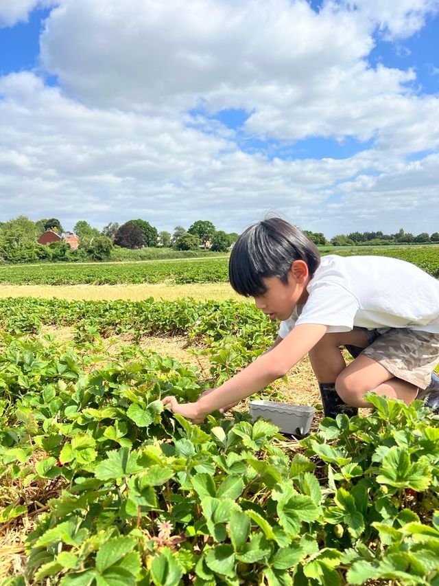 英國摘士多啤梨 ｜ 免費入場