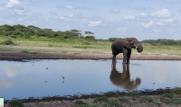 Safari Splendors in Serengeti National Park