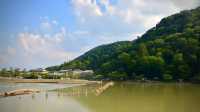 Majesty of Kyoto's Bamboo Forest