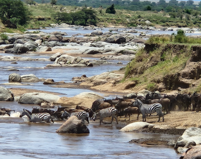 Safari Splendor in Serengeti